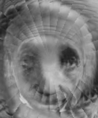 Einstein in Focus